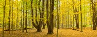 Forest in autumn, Letchworth State Park, New York State, USA Fine Art Print