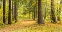 Forest in autumn, New York State, USA by Panoramic Images - 24" x 12"