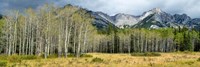 Aspen trees with mountains in the background, Bow Valley Parkway, Banff National Park, Alberta, Canada Fine Art Print