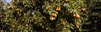 Close Up of Pear trees in an orchard, Hood River, Oregon Fine Art Print