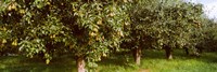Pear trees in an orchard, Hood River, Oregon Fine Art Print