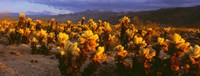 Cholla cactus at sunset, Joshua Tree National Park, California Fine Art Print