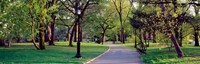 Trees in a public park, Central Park, Manhattan, New York City, New York State, USA Fine Art Print