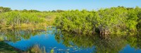 Reflection of trees in a lake, Everglades National Park, Florida Fine Art Print