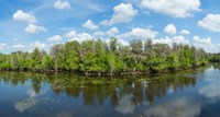 Reflection of trees in the river, Hillsborough River, Lettuce Lake Park, Hillsborough County, Florida, USA Fine Art Print