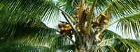 Coconuts on a palm tree, Varadero, Matanzas Province, Cuba Fine Art Print