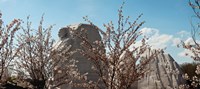 Cherry trees in front of a memorial, Martin Luther King Jr. National Memorial, Washington DC, USA Fine Art Print