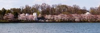 Cherry Blossom trees near Martin Luther King Jr. National Memorial, Washington DC by Panoramic Images - 36" x 12"