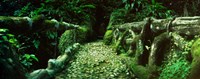 Wooden bridge in the subtropical forest, Parque Lage, Jardim Botanico, Corcovado, Rio de Janeiro, Brazil Fine Art Print