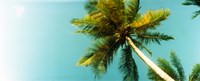 Low angle view of palm tree, Morro De Sao Paulo, Tinhare, Cairu, Bahia, Brazil Fine Art Print