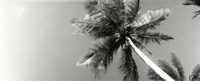 Low angle view of palm trees, Morro De Sao Paulo, Tinhare, Cairu, Bahia, Brazil Fine Art Print