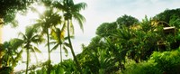 Palm trees covering a small bungalow in Morro De Sao Paulo, Tinhare, Cairu, Bahia, Brazil Fine Art Print