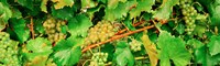 Ripe green grapes on the vine, Quebec, Canada Fine Art Print