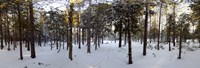 Forest in winter, Quebec, Canada Fine Art Print
