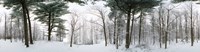 Forest in winter, Quebec, Canada (black and white) by Panoramic Images - 46" x 12"