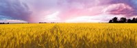 Wheat crop in a field, Saint-Blaise-sur-Richelieu, Quebec, Canada by Panoramic Images - 34" x 12"