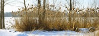Plants in a snow covered field, Saint-Blaise-sur-Richelieu, Quebec, Canada Fine Art Print