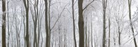 Snow covered trees in a forest, Wotton, Gloucester, Gloucestershire, England Fine Art Print