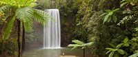 Waterfall in a forest, Millaa Millaa Falls, Atherton Tableland, Queensland, Australia Fine Art Print
