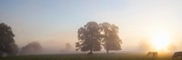 Cattle grazing in field at misty sunrise, USK Valley, South Wales Fine Art Print