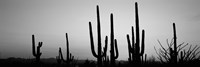 Black and White Silhouette of Saguaro cacti, Saguaro National Park, Arizona Fine Art Print