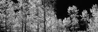 Aspen trees with foliage in black and white, Colorado, USA Fine Art Print