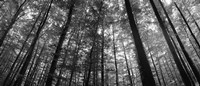 Low angle view of beech trees in Black and White, Germany Fine Art Print