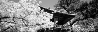 Golden Gate Park, Japanese Tea Garden (black & white) Fine Art Print