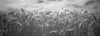 Wheat crop growing in a field, Palouse Country, Washington State (black and white) Fine Art Print