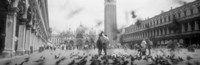 Flock of pigeons flying, St. Mark's Square, Venice, Italy (black and white) Fine Art Print