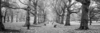 Trees along a footpath in a park, Green Park, London, England (black and white) Fine Art Print