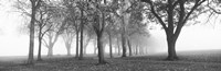 Trees in a park during fog, Wandsworth Park, Putney, London, England (black and white) Fine Art Print