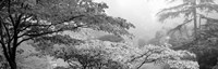 Butchart Gardens, Vancouver Island, British Columbia, Canada (black & white) by Panoramic Images - various sizes