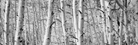 Aspen trees in Winter, Rock Creek Lake, California Fine Art Print