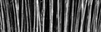 Bamboo trees in a botanical garden, Kanapaha Botanical Gardens, Gainesville, Alachua County, Florida (black and white) Fine Art Print