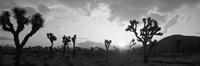 Sunset, Joshua Tree Park, California (black and white) Fine Art Print