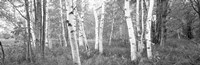 Birch trees in a forest, Acadia National Park, Hancock County, Maine (black and white) Fine Art Print