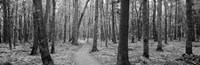 USA, Michigan, Black River National Forest, Walkway running through a forest Fine Art Print