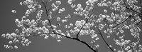 Cherry Blossoms Washington DC (black and white) by Panoramic Images - various sizes