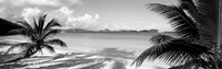 Palm trees on the beach, US Virgin Islands, USA Fine Art Print