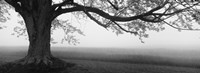 Tree in a farm, Knox Farm State Park, East Aurora, New York State, USA Fine Art Print