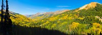 Aspen trees on a mountain, Red Mountain, San Juan National Forest, Colorado, USA Fine Art Print