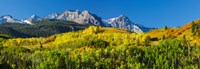 Aspen trees with mountains in the background, Uncompahgre National Forest, Colorado Fine Art Print