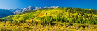 Aspen trees on mountains, Uncompahgre National Forest, Colorado Fine Art Print