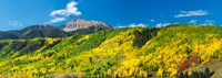 Aspen trees with mountain in the background, Sunshine Peak, Uncompahgre National Forest, near Telluride, Colorado, USA Fine Art Print