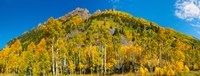 Aspen trees on mountain, Ophir Pass, San Juan Mountains, Uncompahgre National Forest, Colorado, USA Fine Art Print