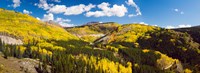 Aspen trees on a mountain, San Juan National Forest, Colorado, USA Fine Art Print