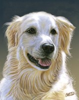 Golden Retriever by Cory Carlson - various sizes