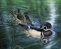 Wood Ducks Fine Art Print