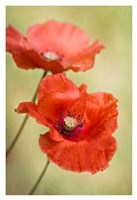 Papaver Passion by Mandy Disher - 26" x 38"